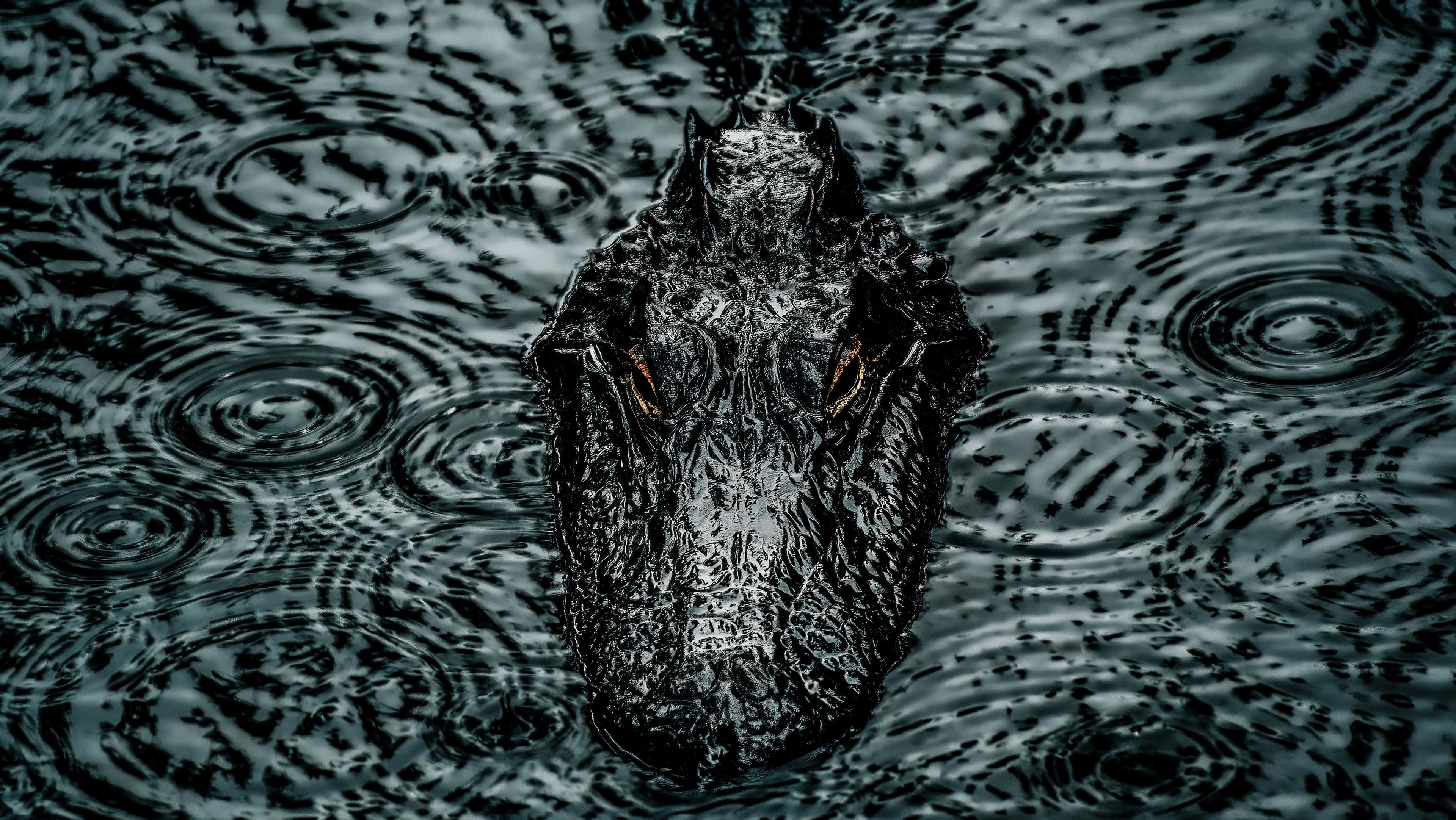 Black Crocodile, dark water, ripples, 4K Desktop Wallpaper