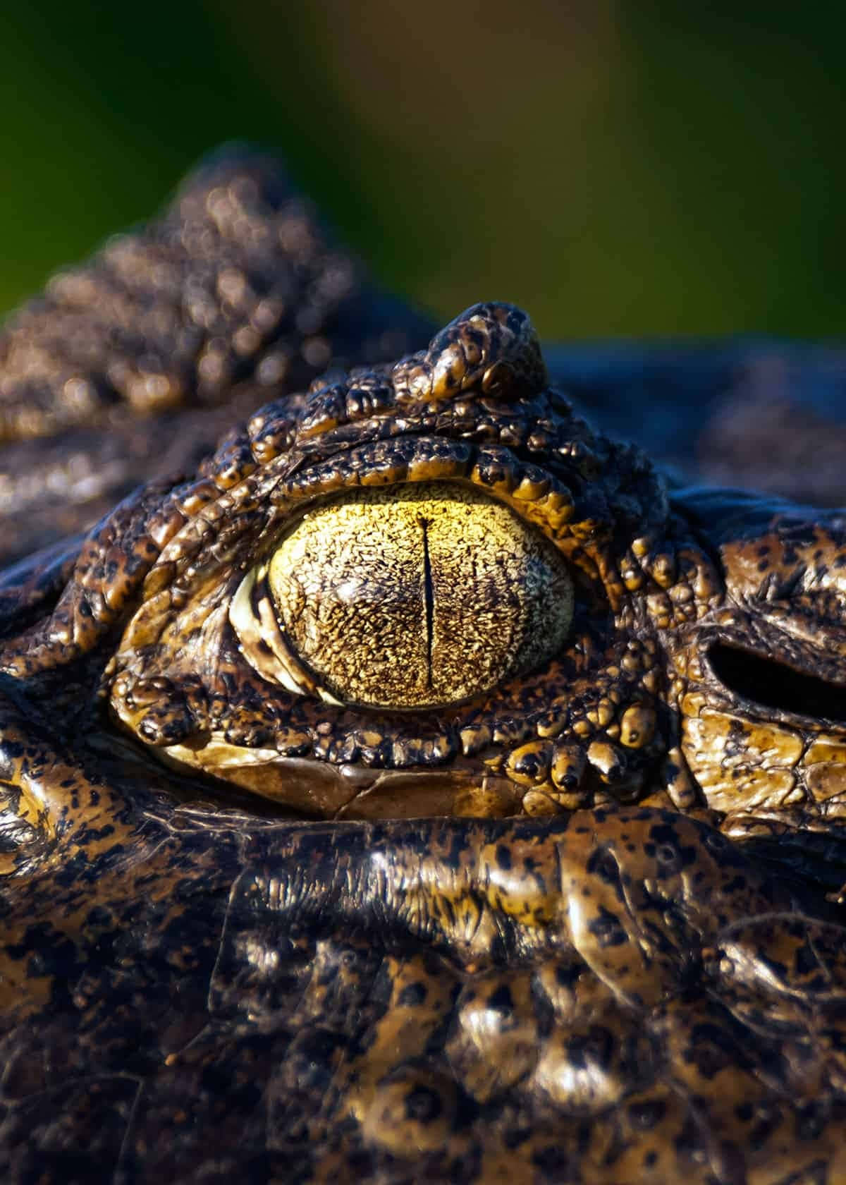 Black Crocodile, golden eye, textured scales, HD Phone Wallpaper