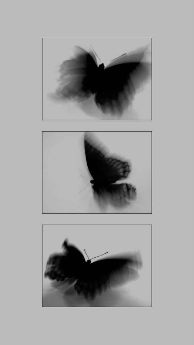 Black Crowes, 675 x 1200, black and white, SD Phone Wallpaper