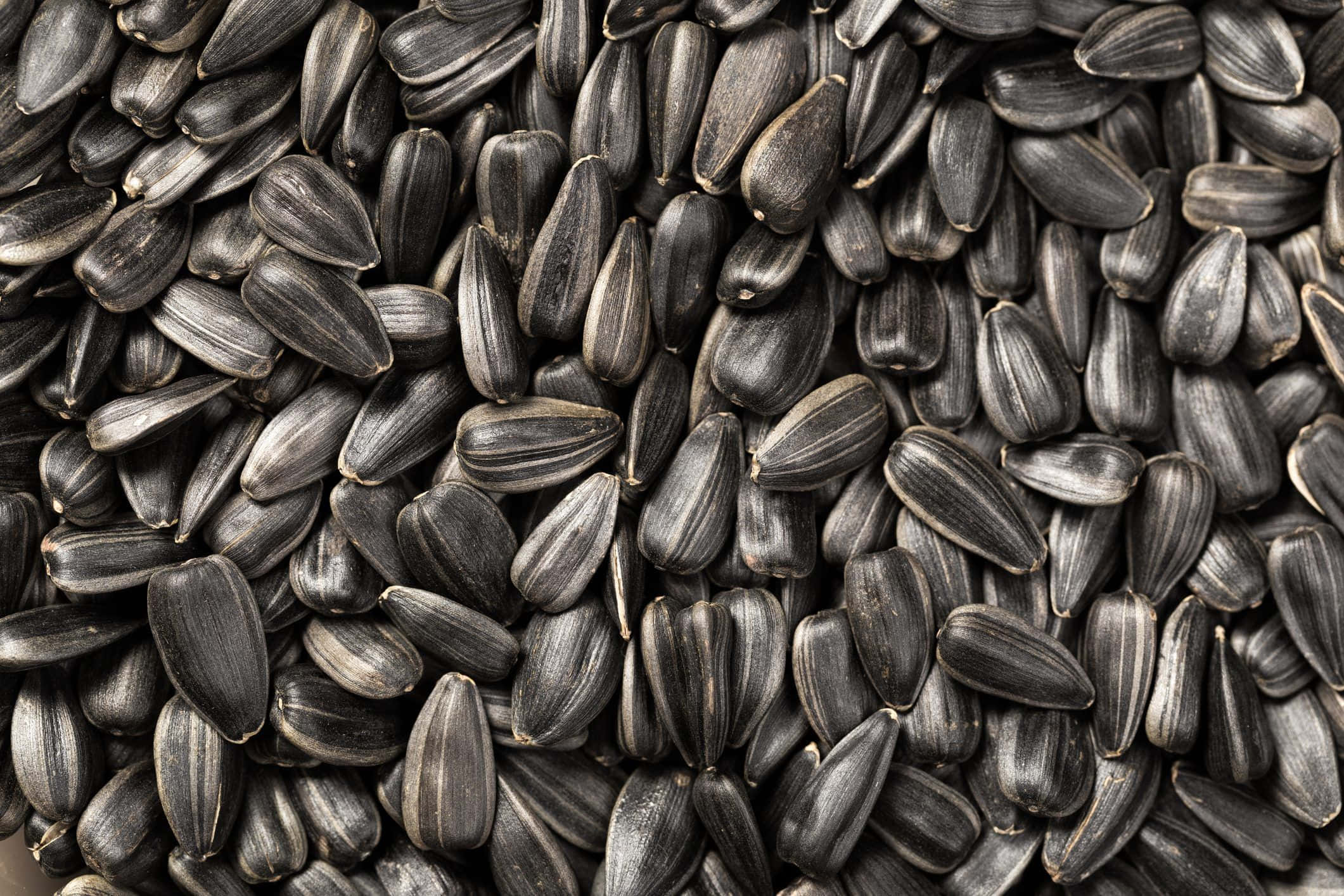 Black Cumin, 2121 x 1414, dark gray, Full HD Desktop Wallpaper