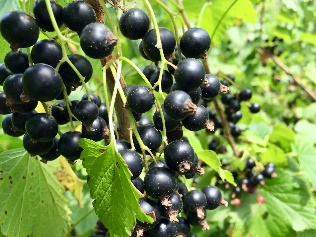 Black Currant