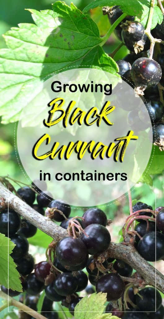 Black Currant, branch, vibrant green leaves, SD Phone Wallpaper