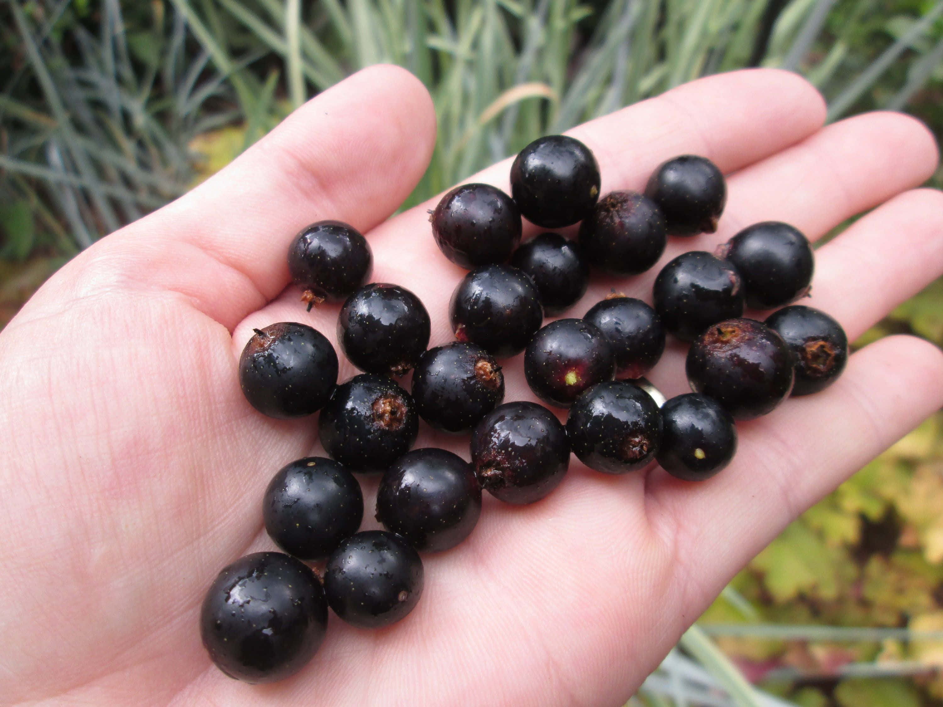 black currants, glossy, glistening with dew, 2K Desktop Wallpaper