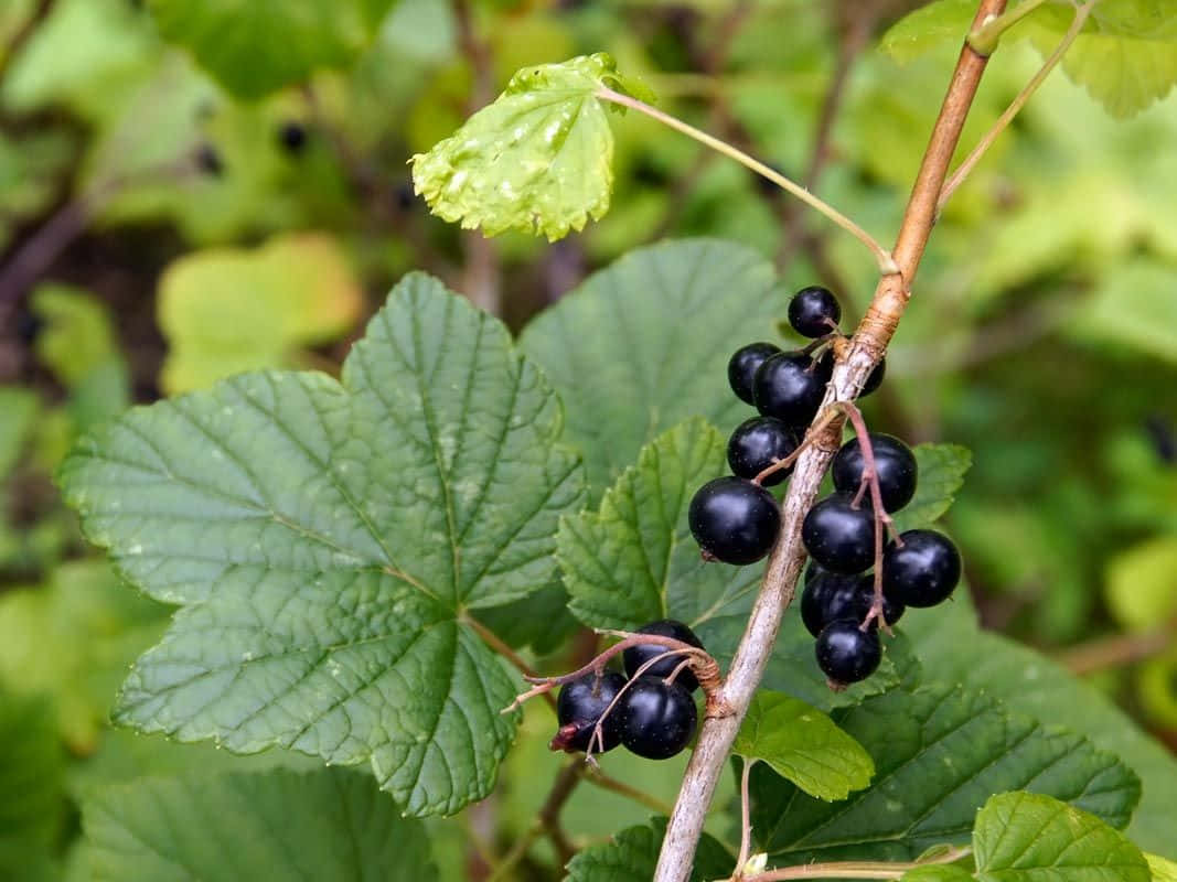 Black Currant, branch, vibrant green leaves, SD Desktop Wallpaper
