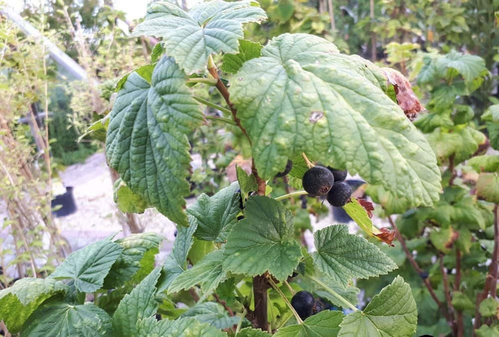 black currant, freshly picked black currants, vibrant green leaves, SD Desktop Wallpaper