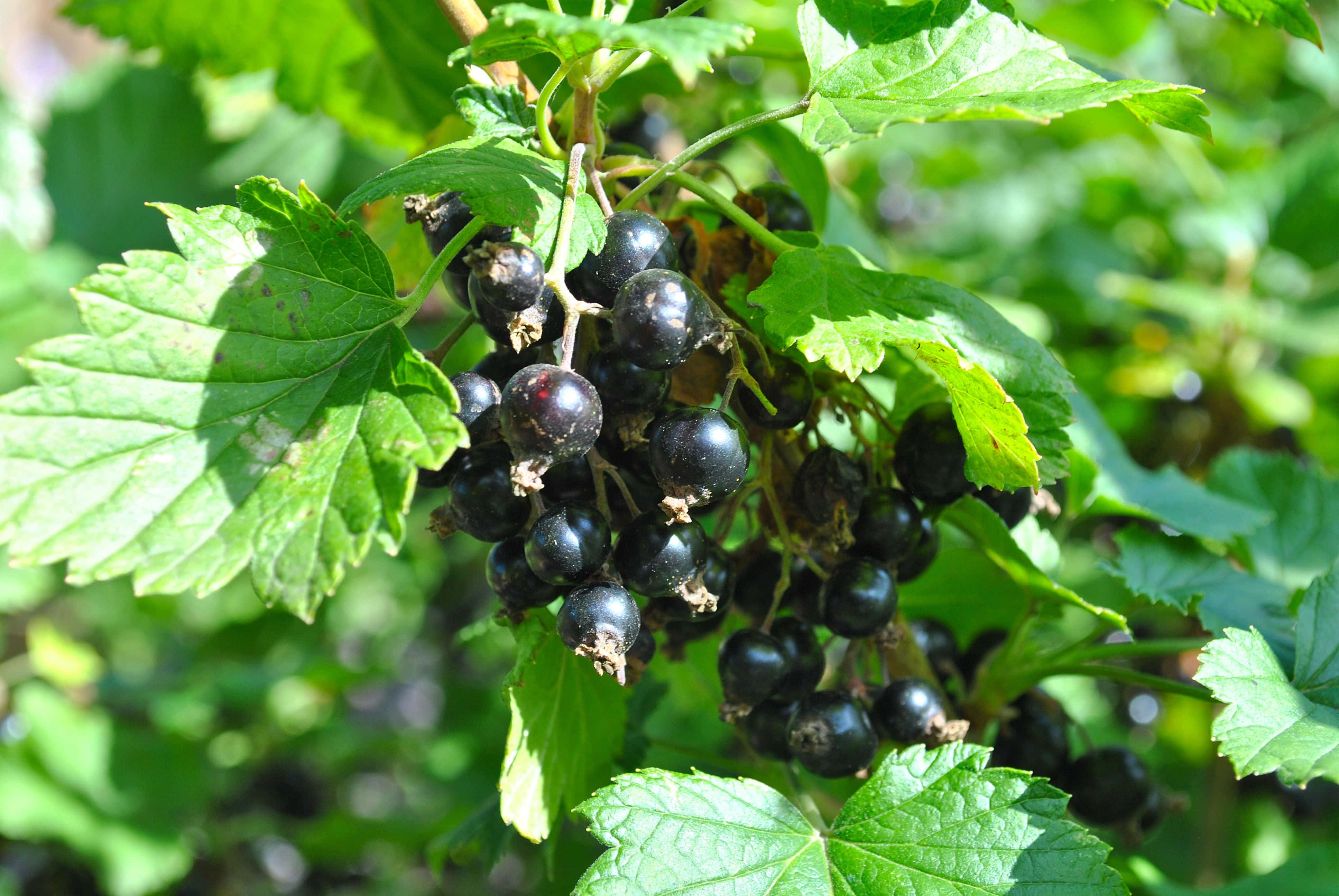 Black Currant, ripe black currants, sunlit clusters, 4K Desktop Wallpaper