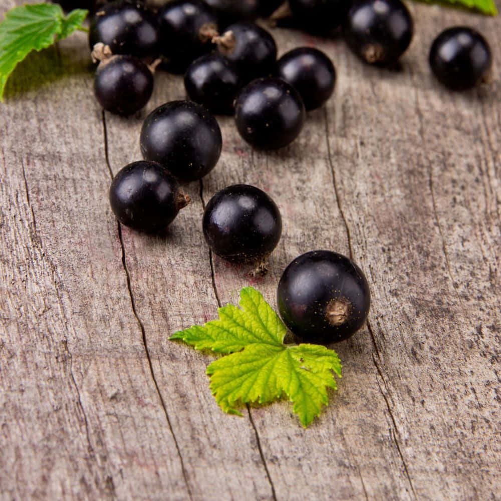 Black Currant, shiny black currants, vibrant green leaves, SD Desktop Wallpaper