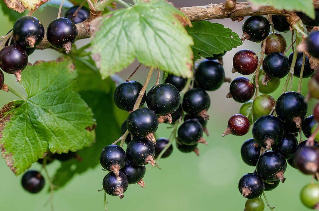 Black Currant, ripe black currants, branch, SD Desktop Wallpaper