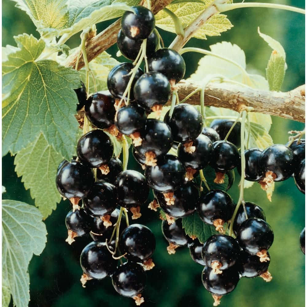 black currant, bowl, branch, SD Desktop Wallpaper