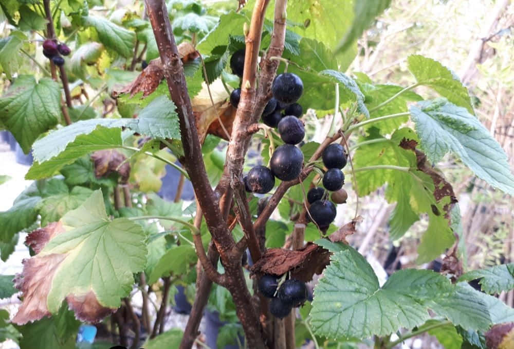 Black Currant, black currants, bush, SD Desktop Wallpaper