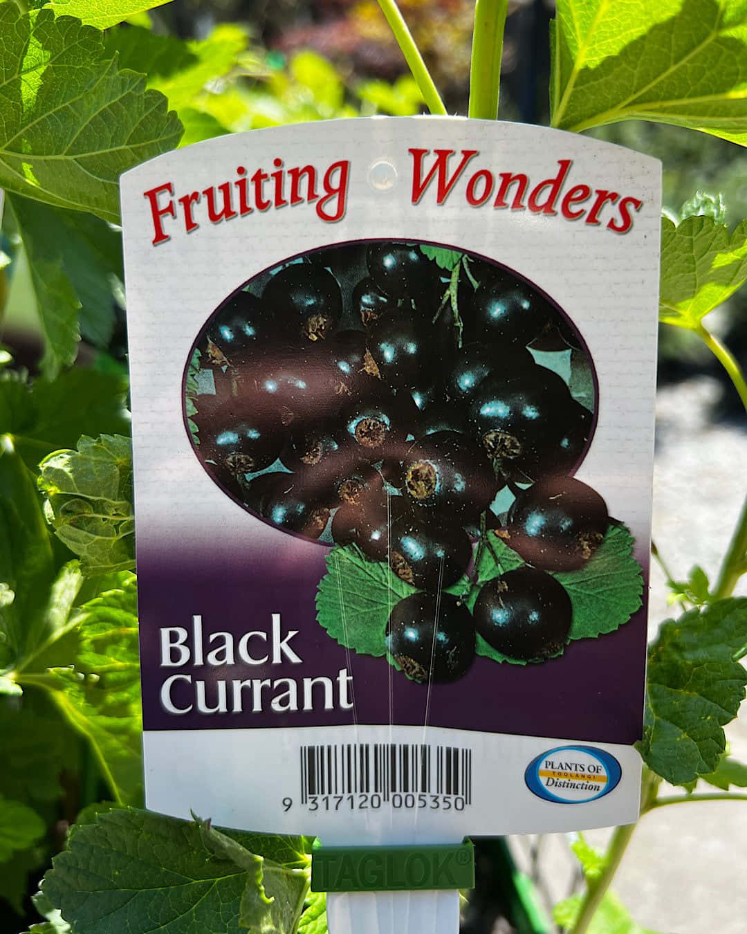 Fruiting Wonders, black currant, lush green leaves, HD Phone Wallpaper