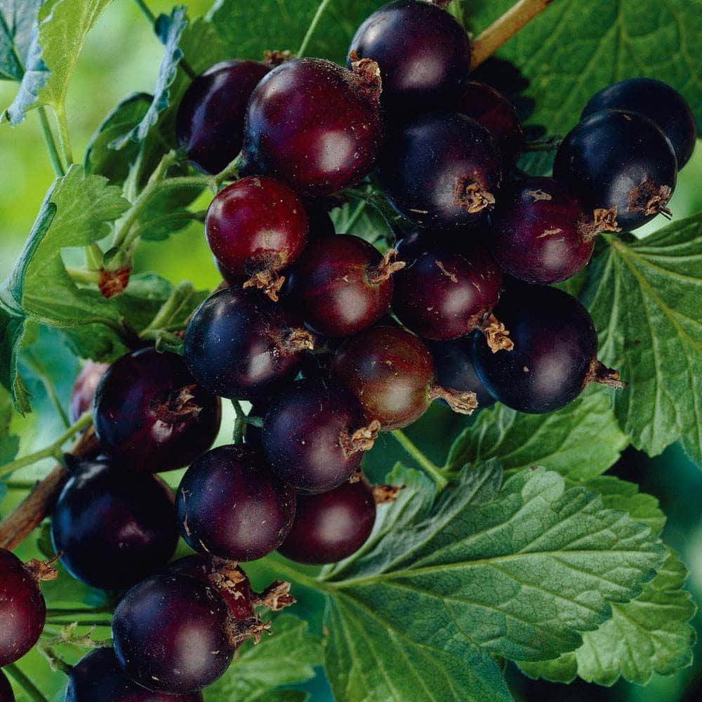 Black Currant, dark purple, gooseberries, SD Desktop Wallpaper