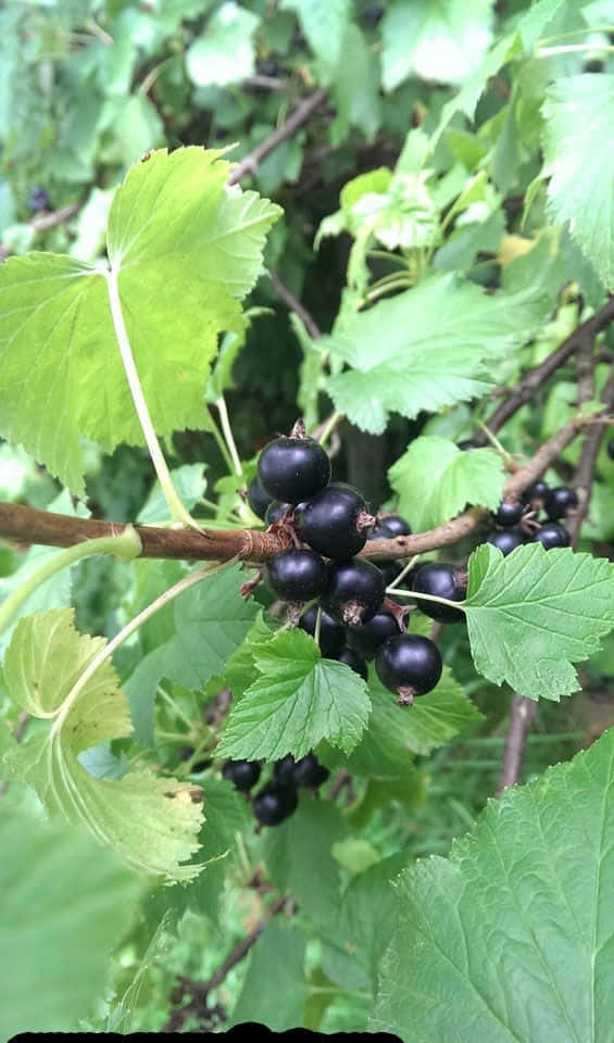 Black Currant, black currants, branch, SD Phone Wallpaper