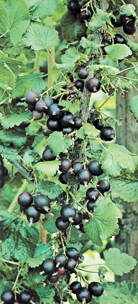 black currant, ripe black currants, vine, SD Phone Wallpaper