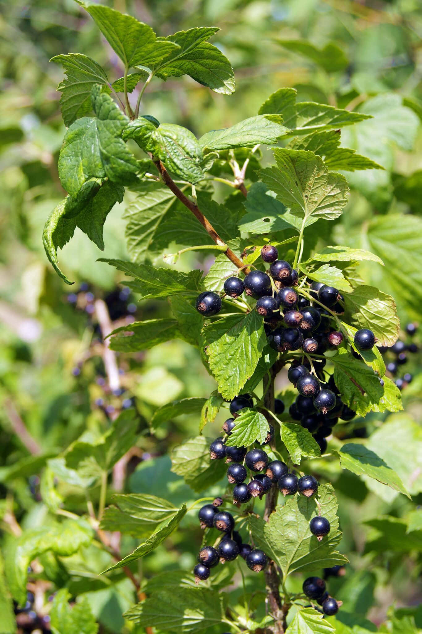Black Currant, sunlit branch, vibrant green leaves, Full HD Phone Wallpaper