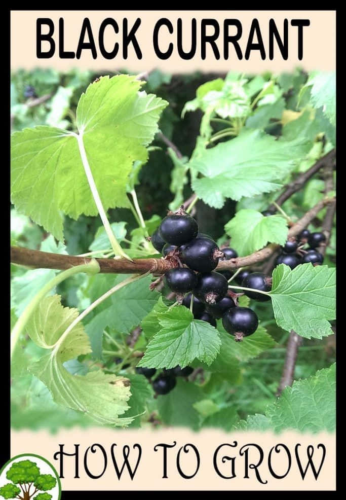 Black Currant, branch, vibrant green leaves, SD Phone Wallpaper