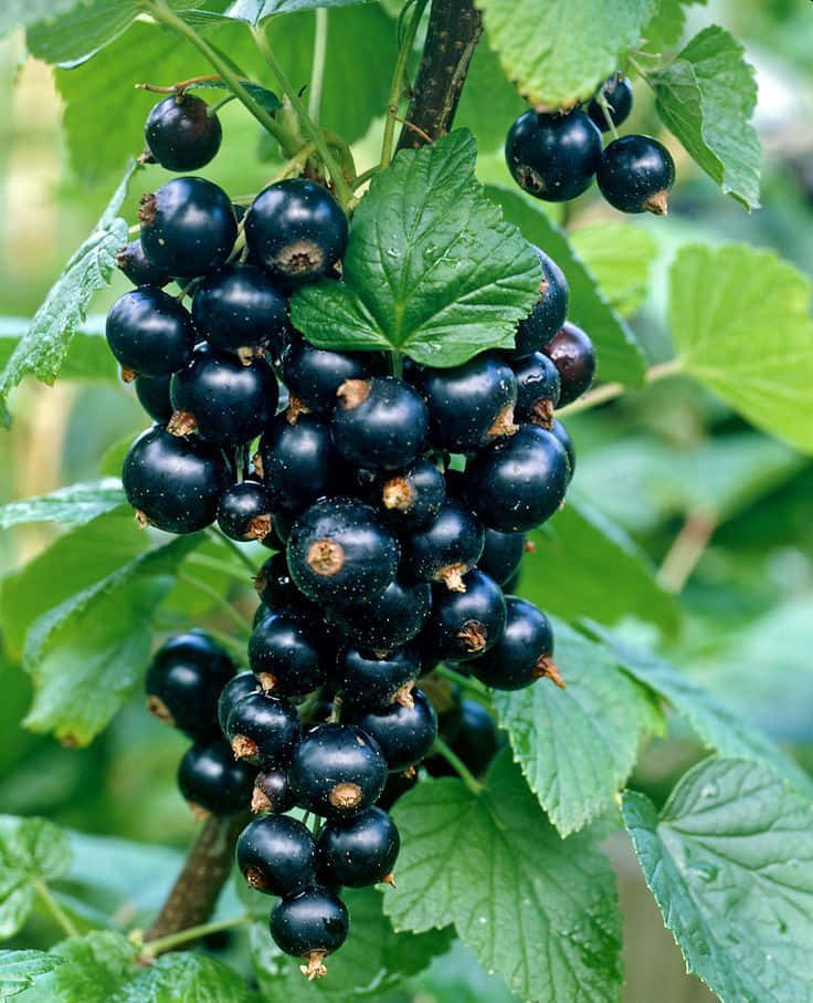 Black Currant, dew, vibrant green leaves, SD Phone Wallpaper