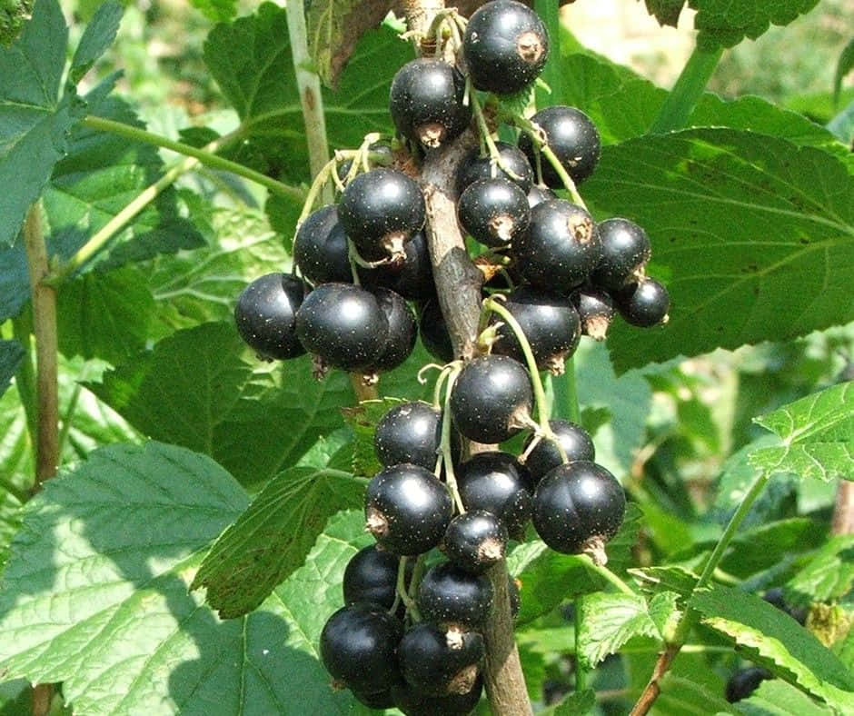 Black Currant, sunlit branch, dew, SD Desktop Wallpaper
