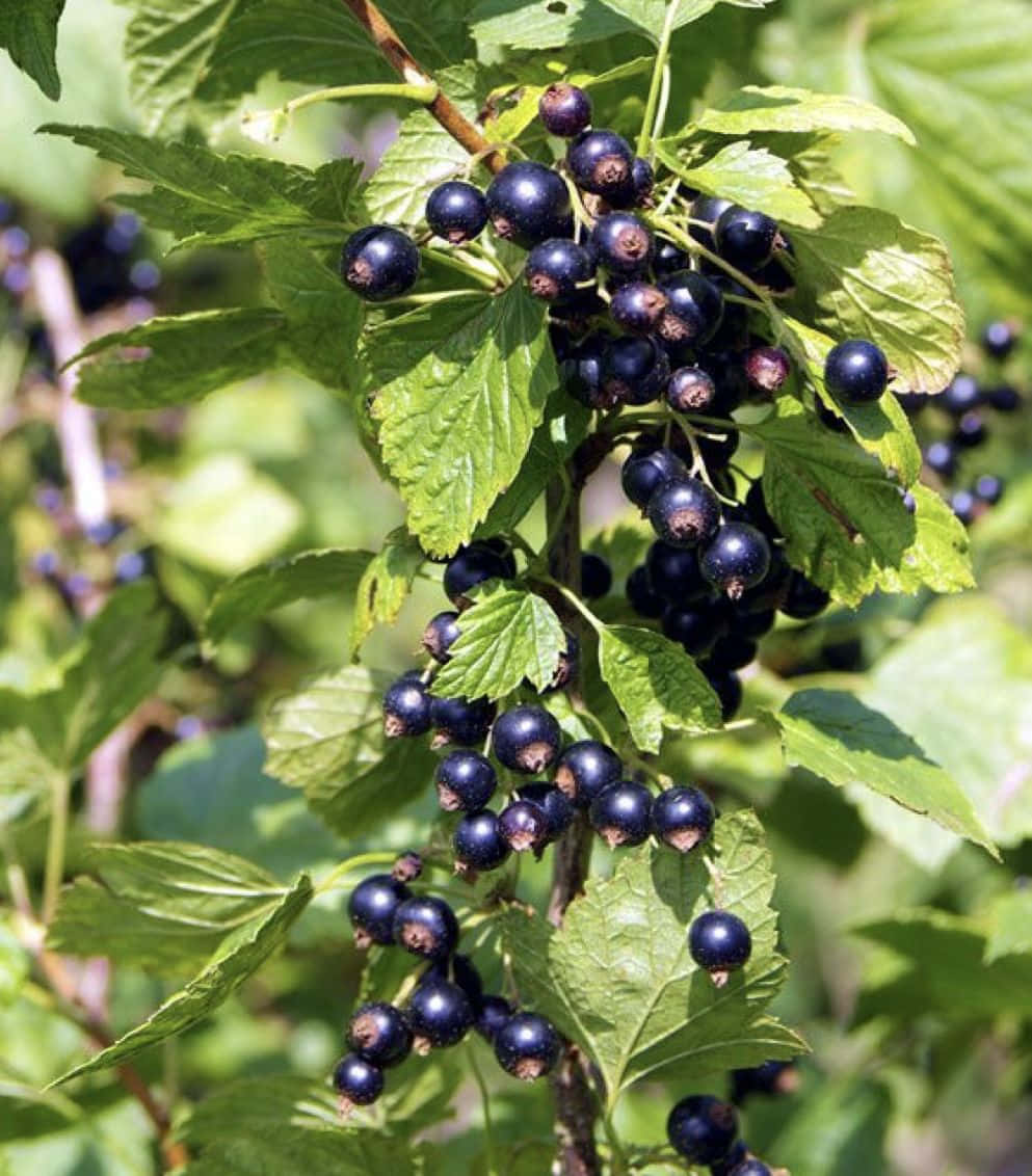Black Currant, black currants, sunlit clusters, SD Phone Wallpaper