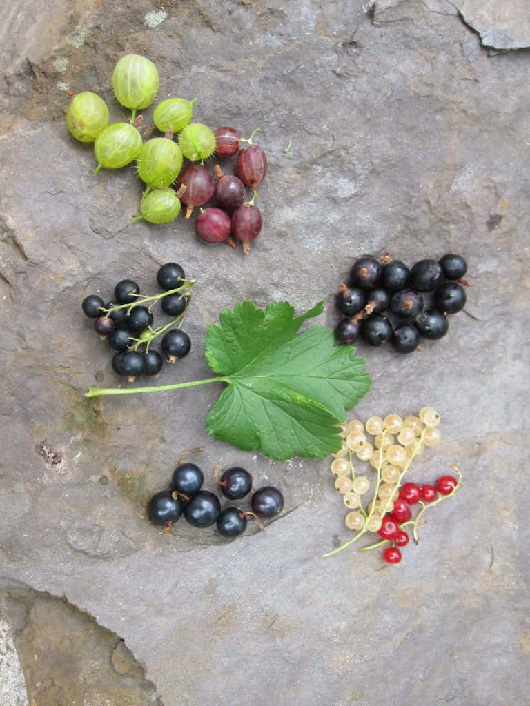 Black Currant, green red black and white currants, textured gray rock surface, SD Phone Wallpaper