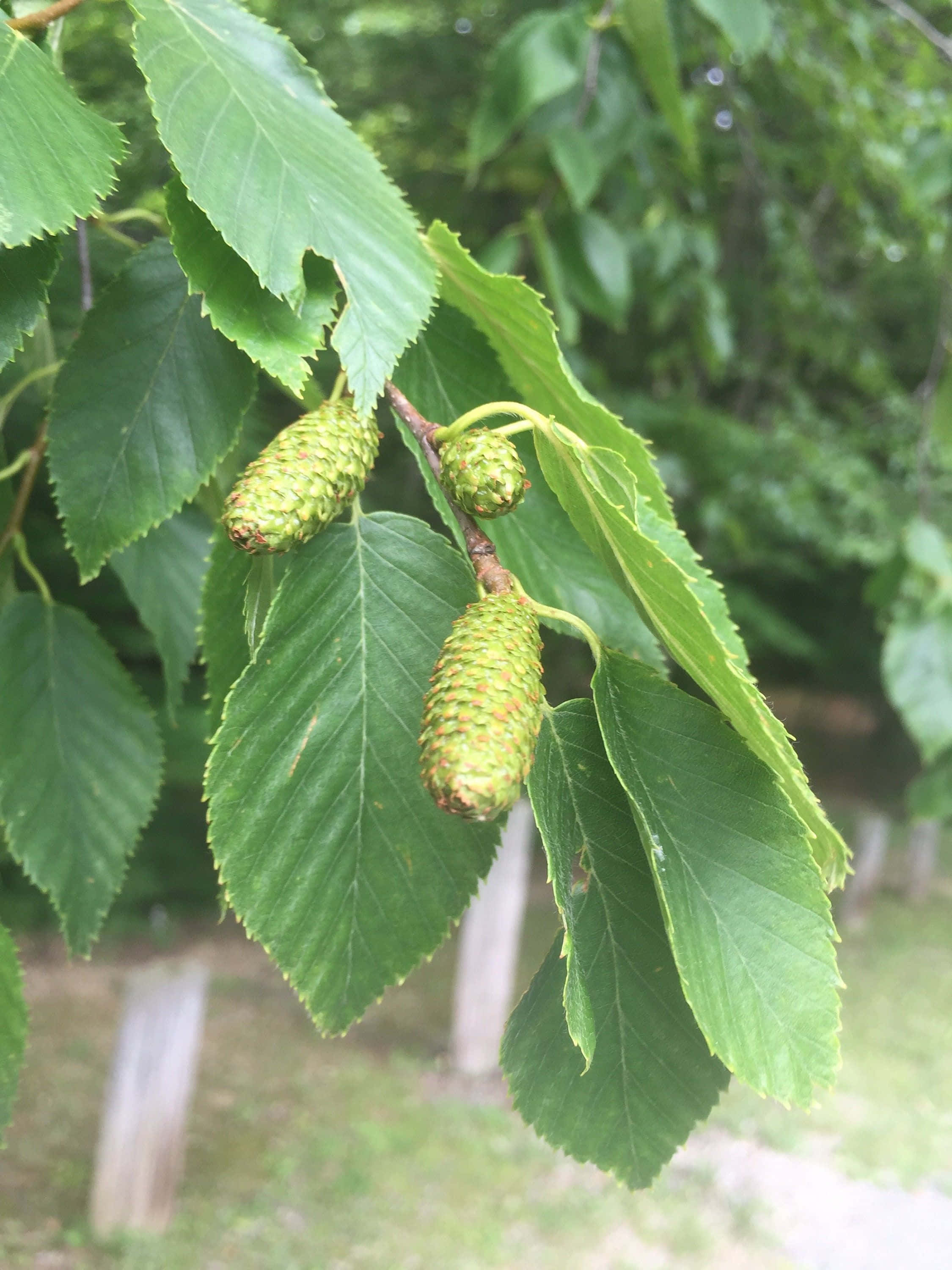 Black Currant, birch leaves, catkins, 2K Phone Wallpaper
