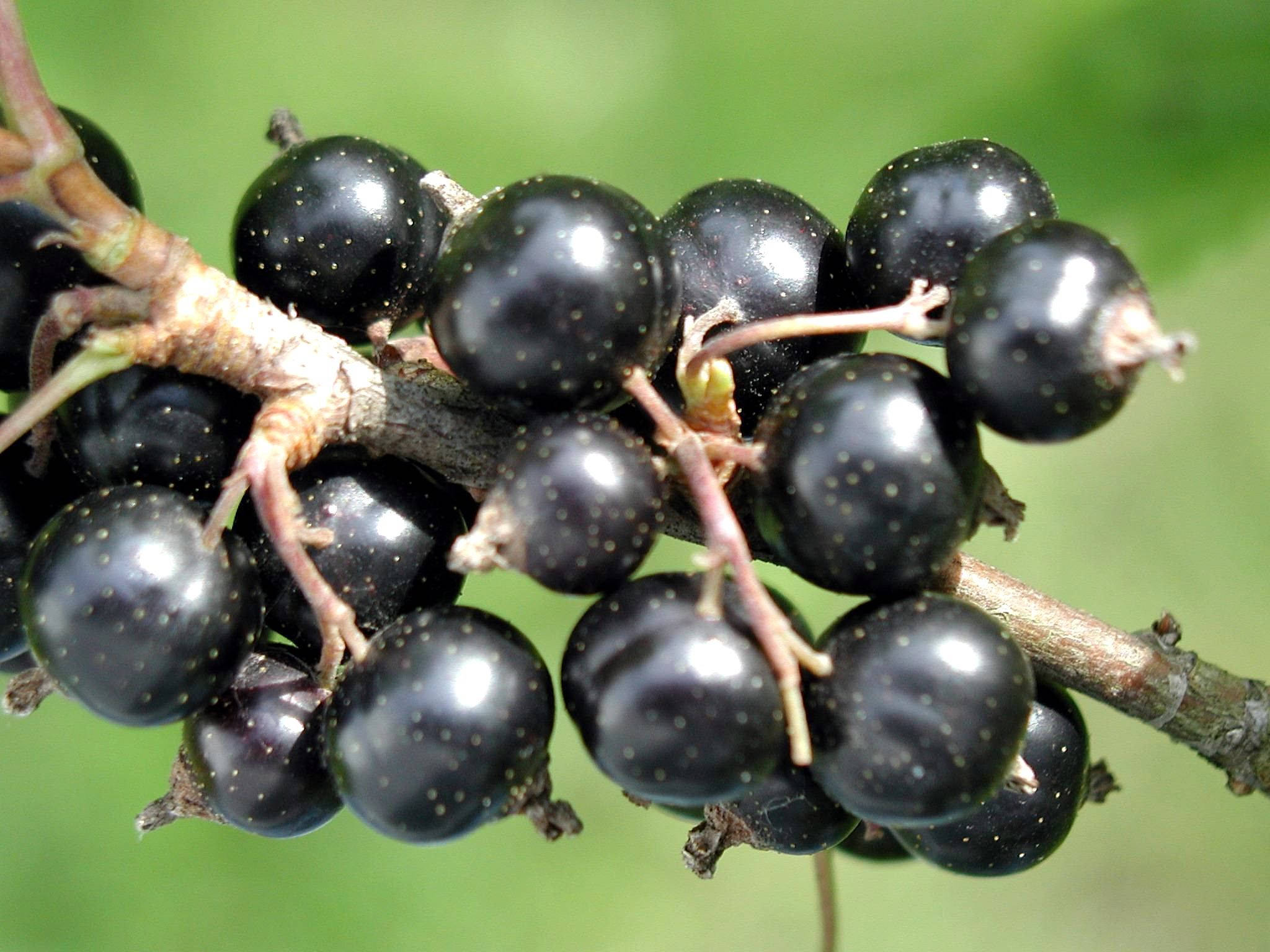 Black Currant, woody branch, soft green backdrop, Full HD Desktop Wallpaper