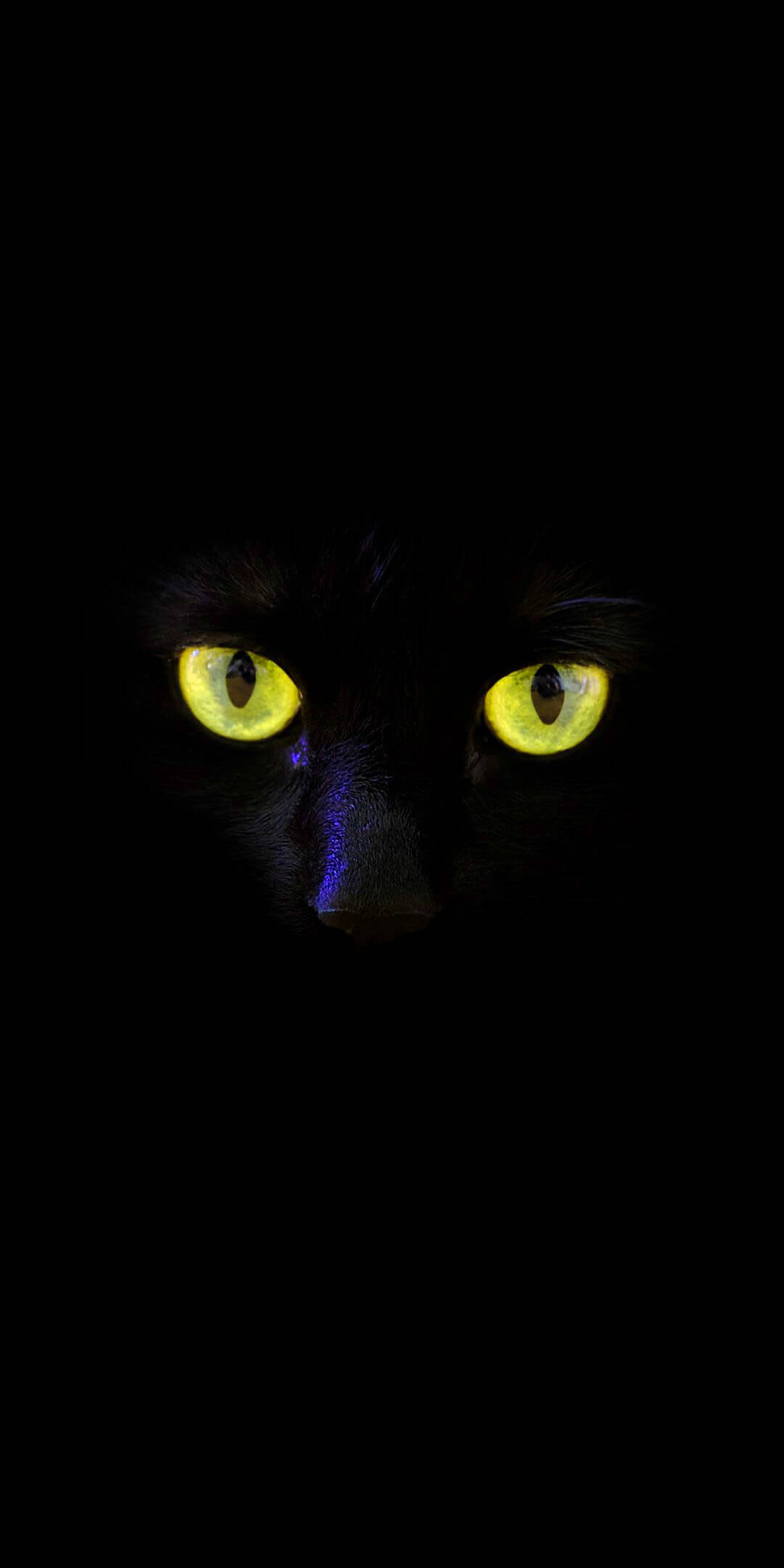 black cat, glowing yellow eyes, total darkness, Full HD Phone Wallpaper