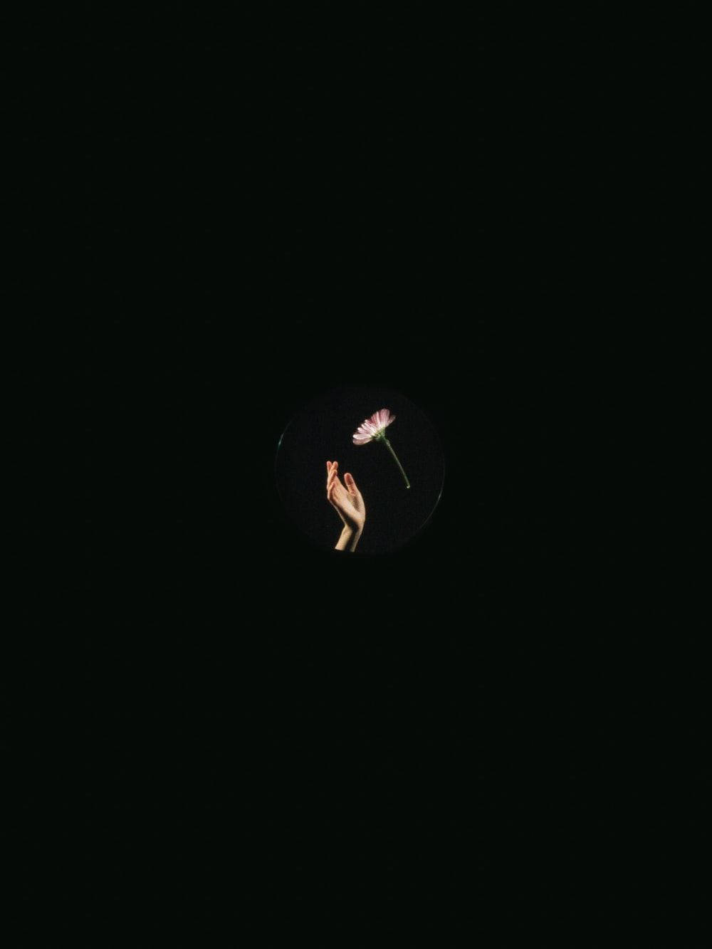 Black Cute Girly, pink flower, stark black background, HD Phone Wallpaper
