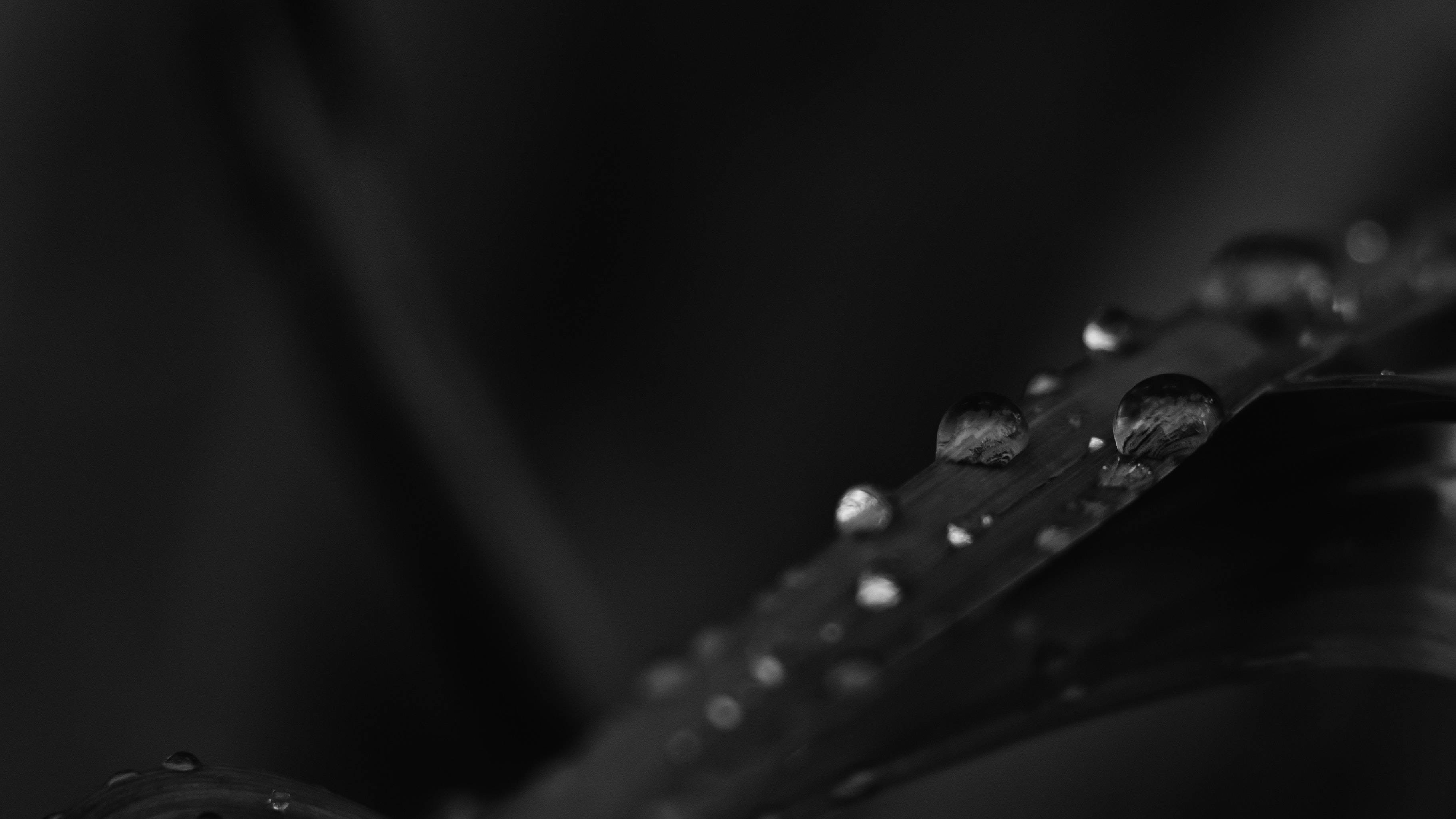 Leaves And Droplets, black desktop, water droplets, 2K Desktop Wallpaper