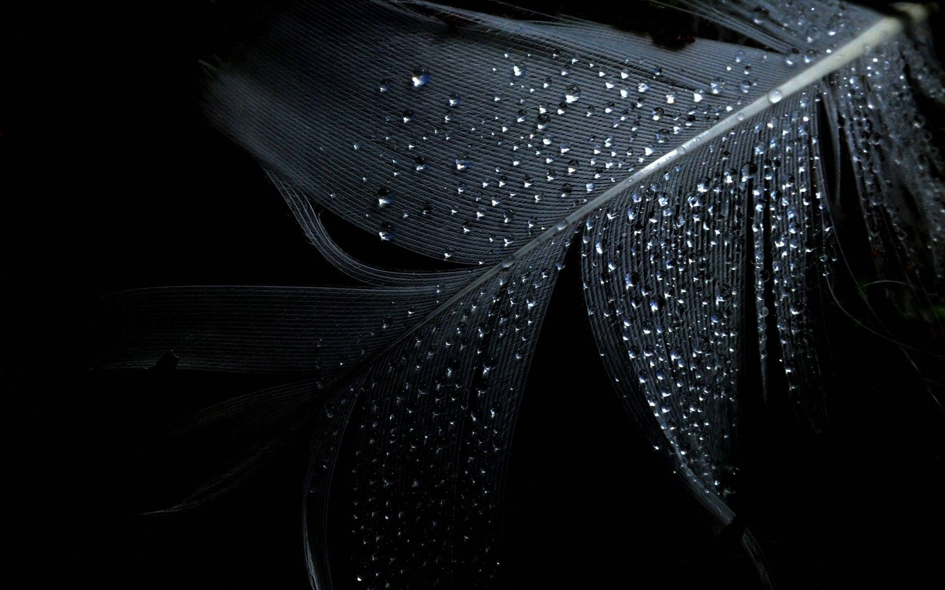 water droplets, feather, black background, Full HD Desktop Wallpaper
