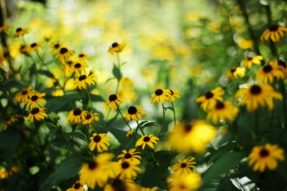Black Eyed Susan Wallpapers