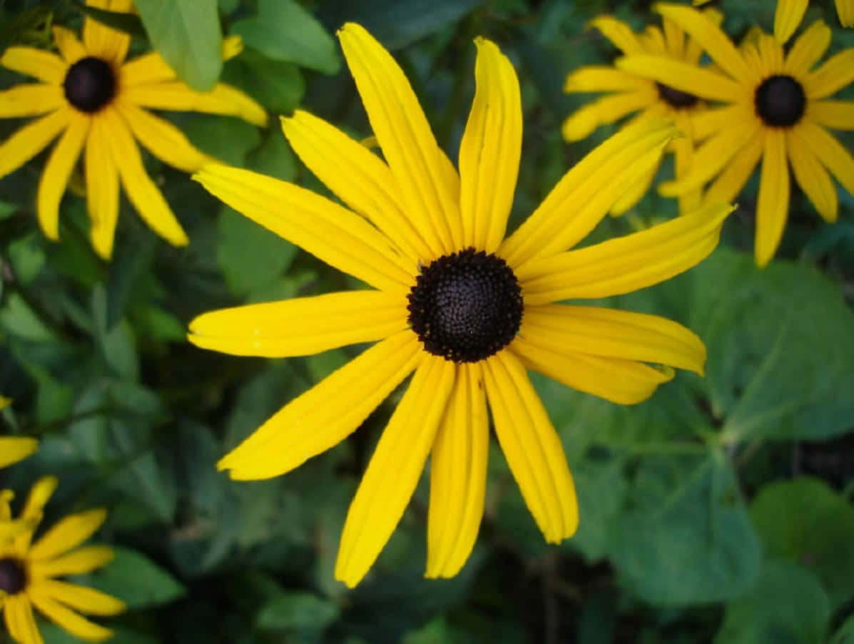 Black Eyed Susan, vibrant yellow, dark centers, SD Desktop Wallpaper