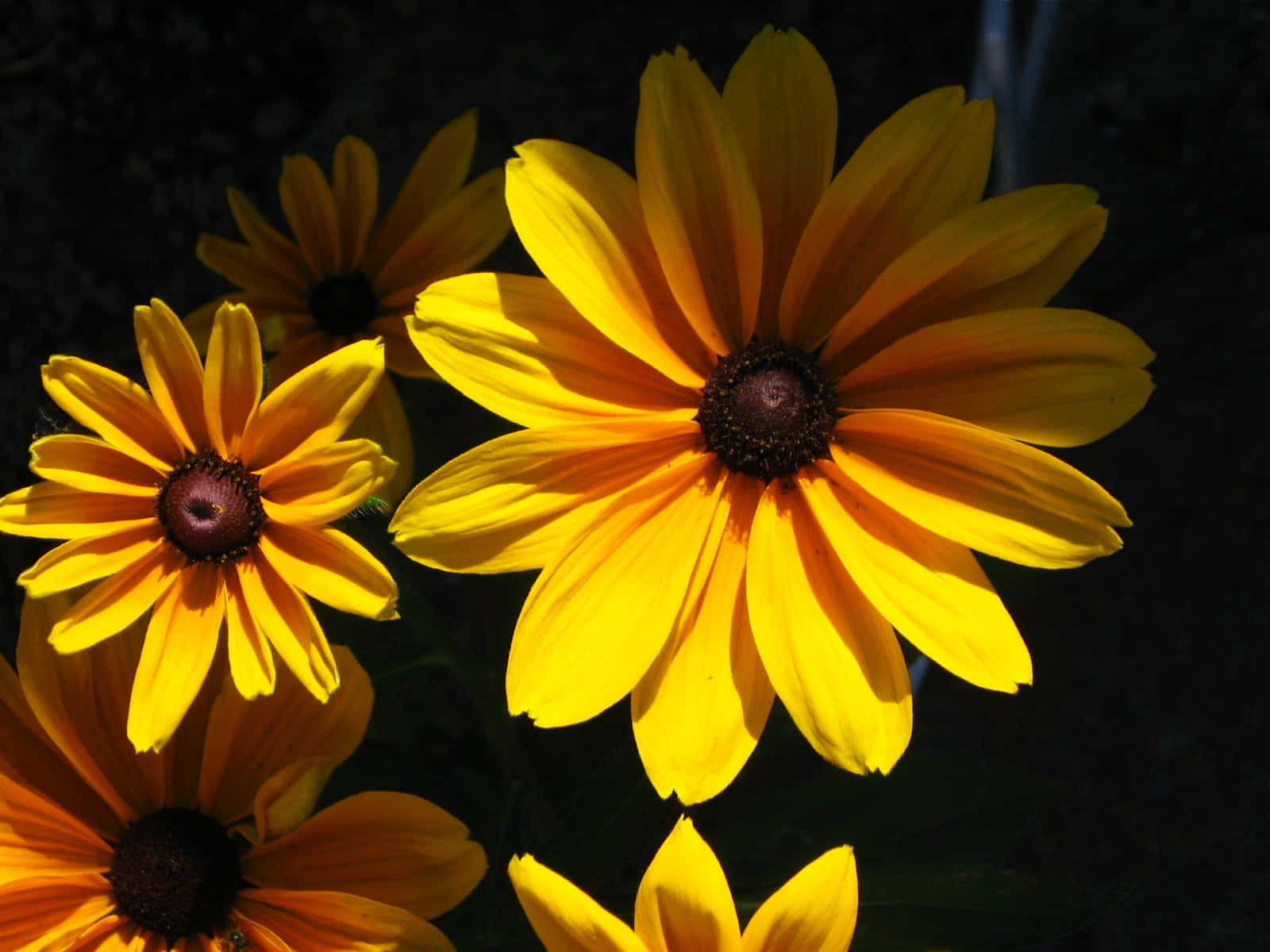 Black Eyed Susan, yellow, sunlit petals, HD Desktop Wallpaper