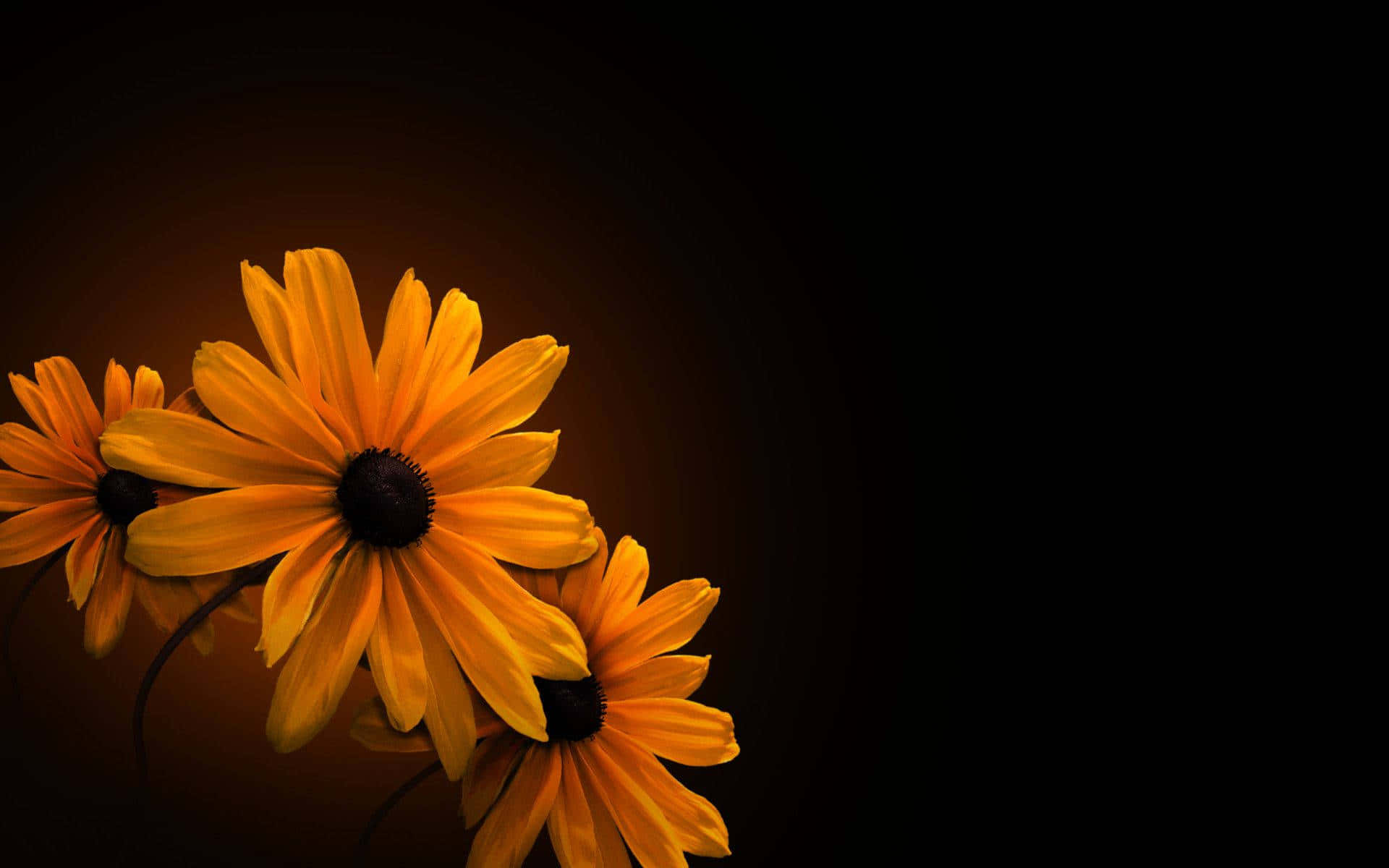 Black Eyed Susan, vibrant orange, deep black background, Full HD Desktop Wallpaper