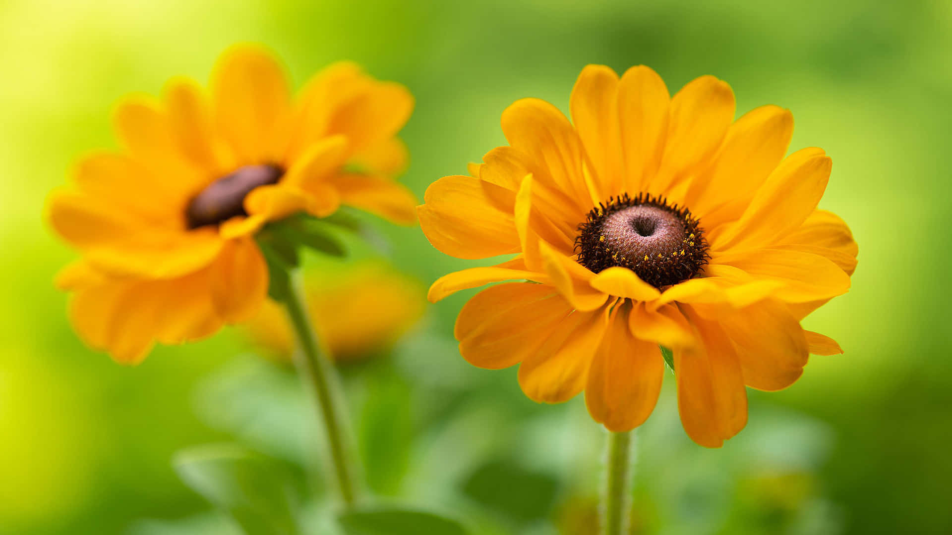 Black Eyed Susan, yellow, fuzzy dark centers, Full HD Desktop Wallpaper