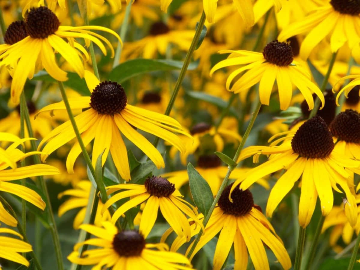 Black Eyed Susan, yellow, sunlit garden, SD Desktop Wallpaper