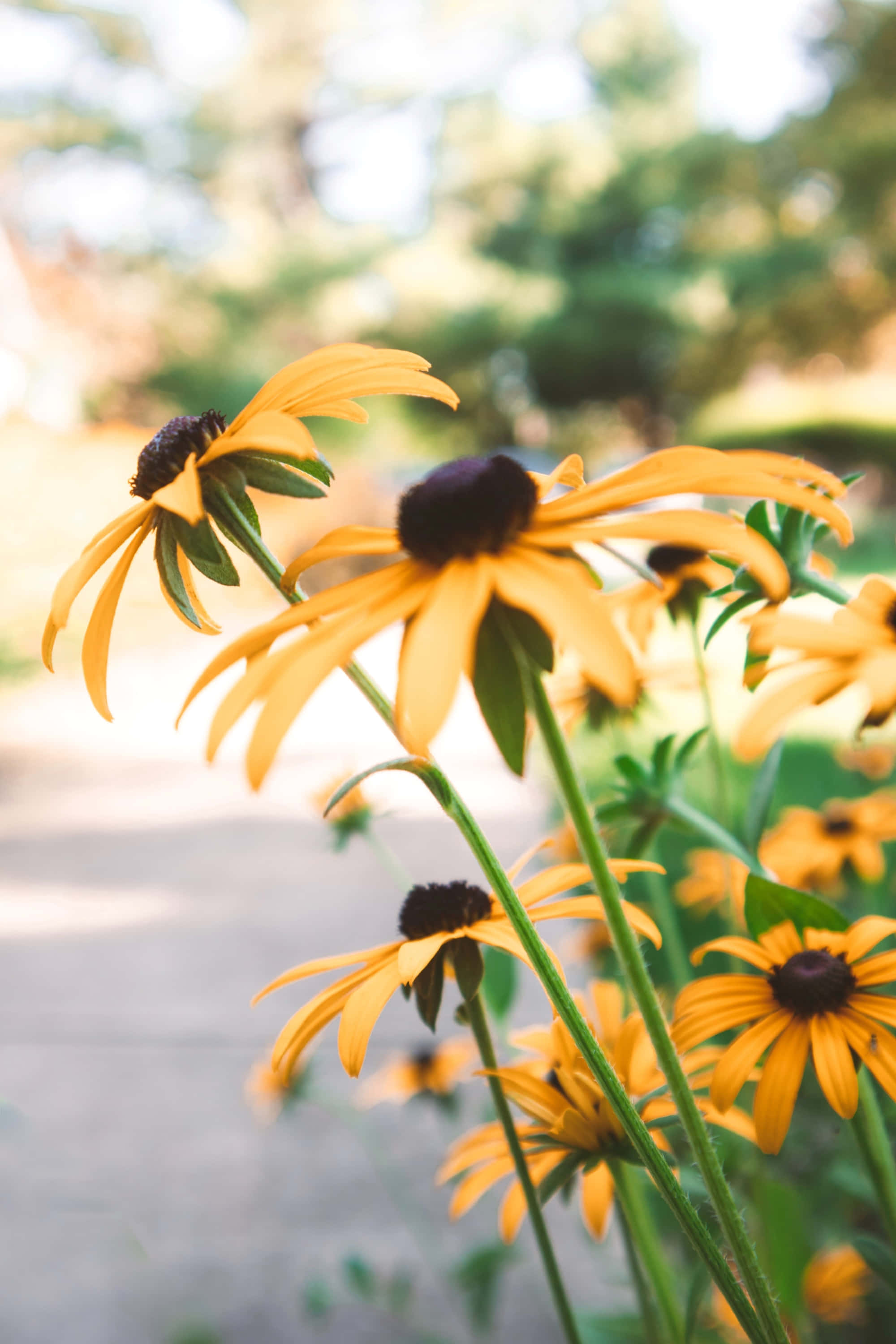 Black Eyed Susan, yellow, sunlit backdrop, 2K Phone Wallpaper