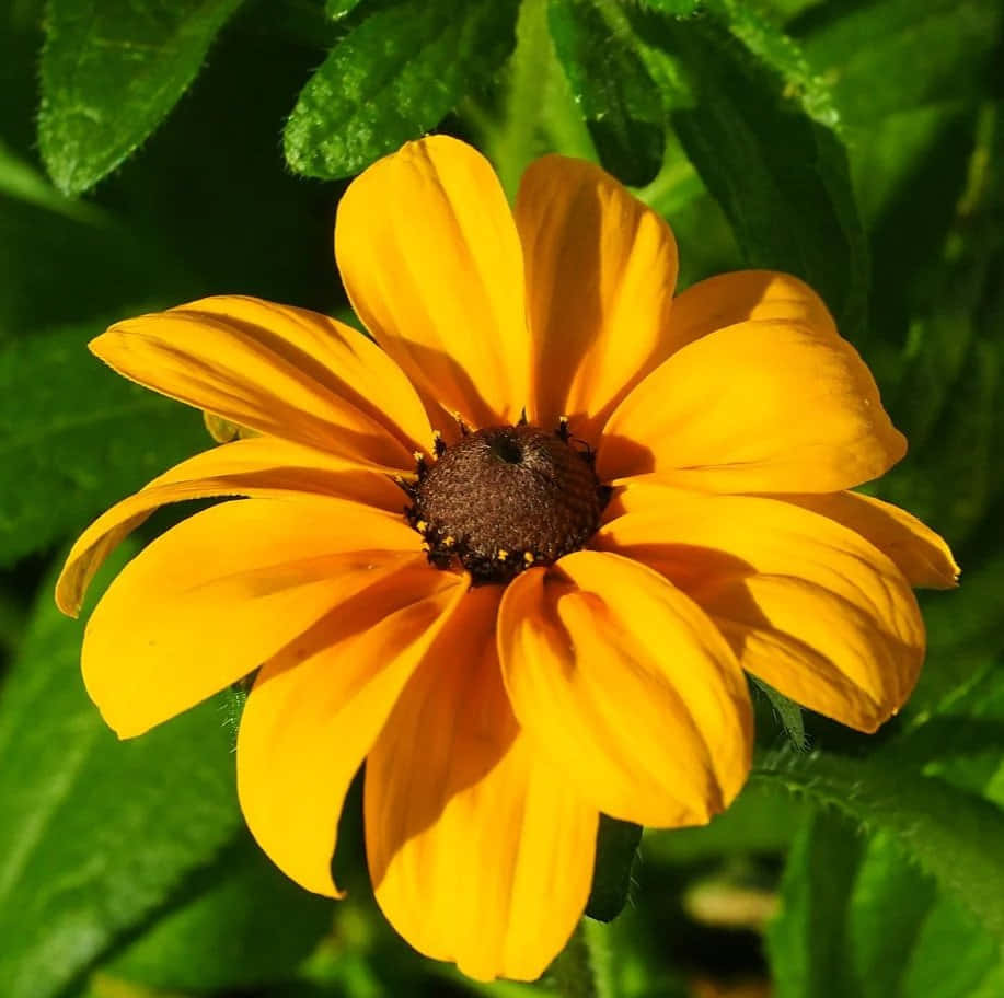 Black Eyed Susan, yellow, lush green foliage, SD Desktop Wallpaper
