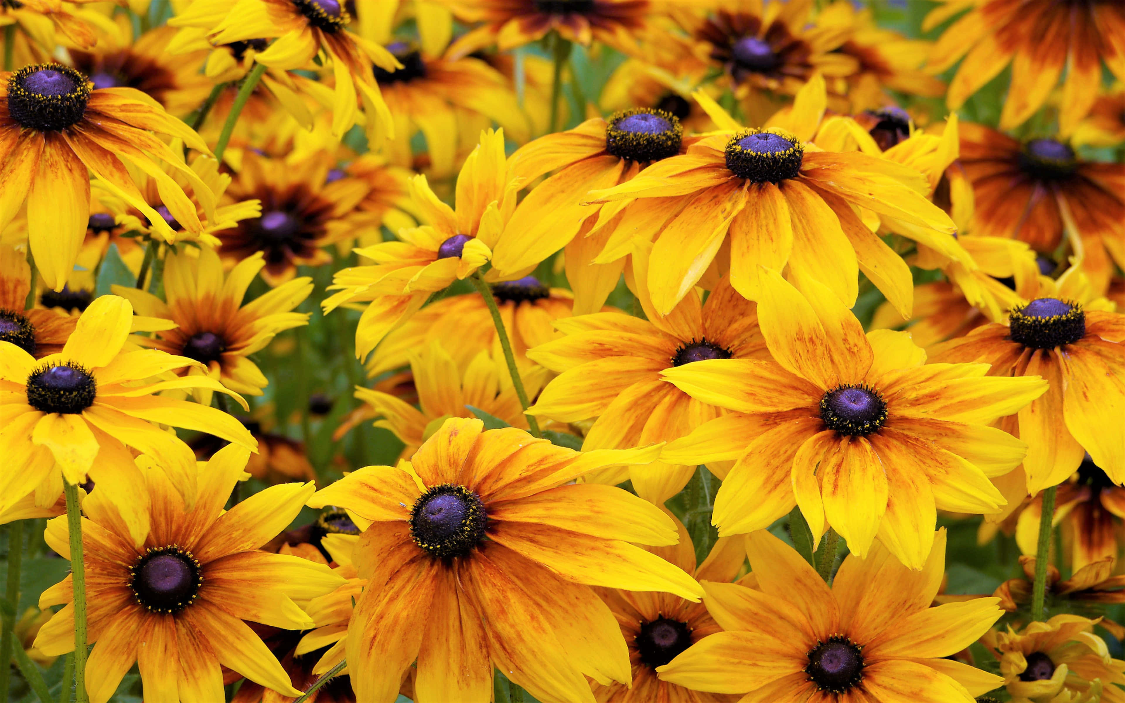 Black Eyed Susan, vibrant yellow, dark purple centers, 4K Desktop Wallpaper