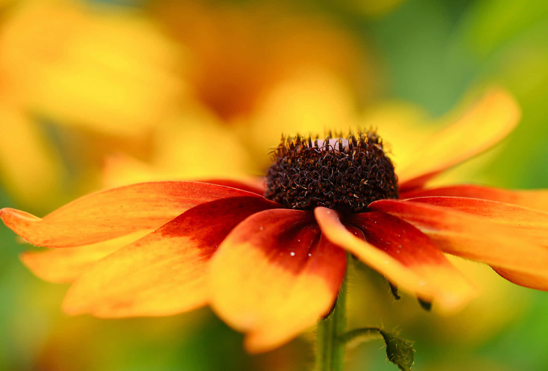 Black Eyed Susan, orange, red, Full HD Desktop Wallpaper