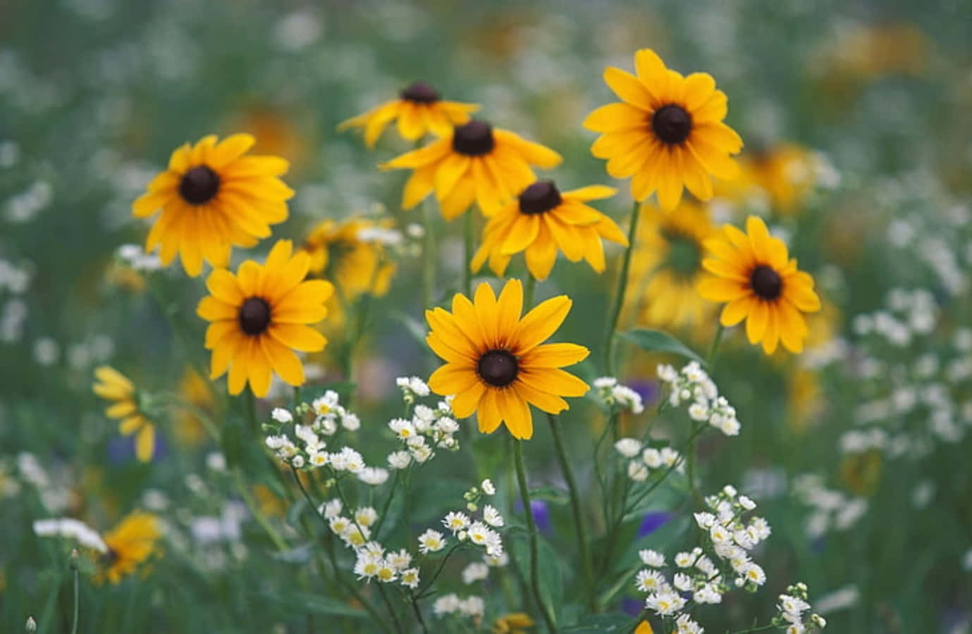 Black Eyed Susan, yellow, white flowers, HD Desktop Wallpaper