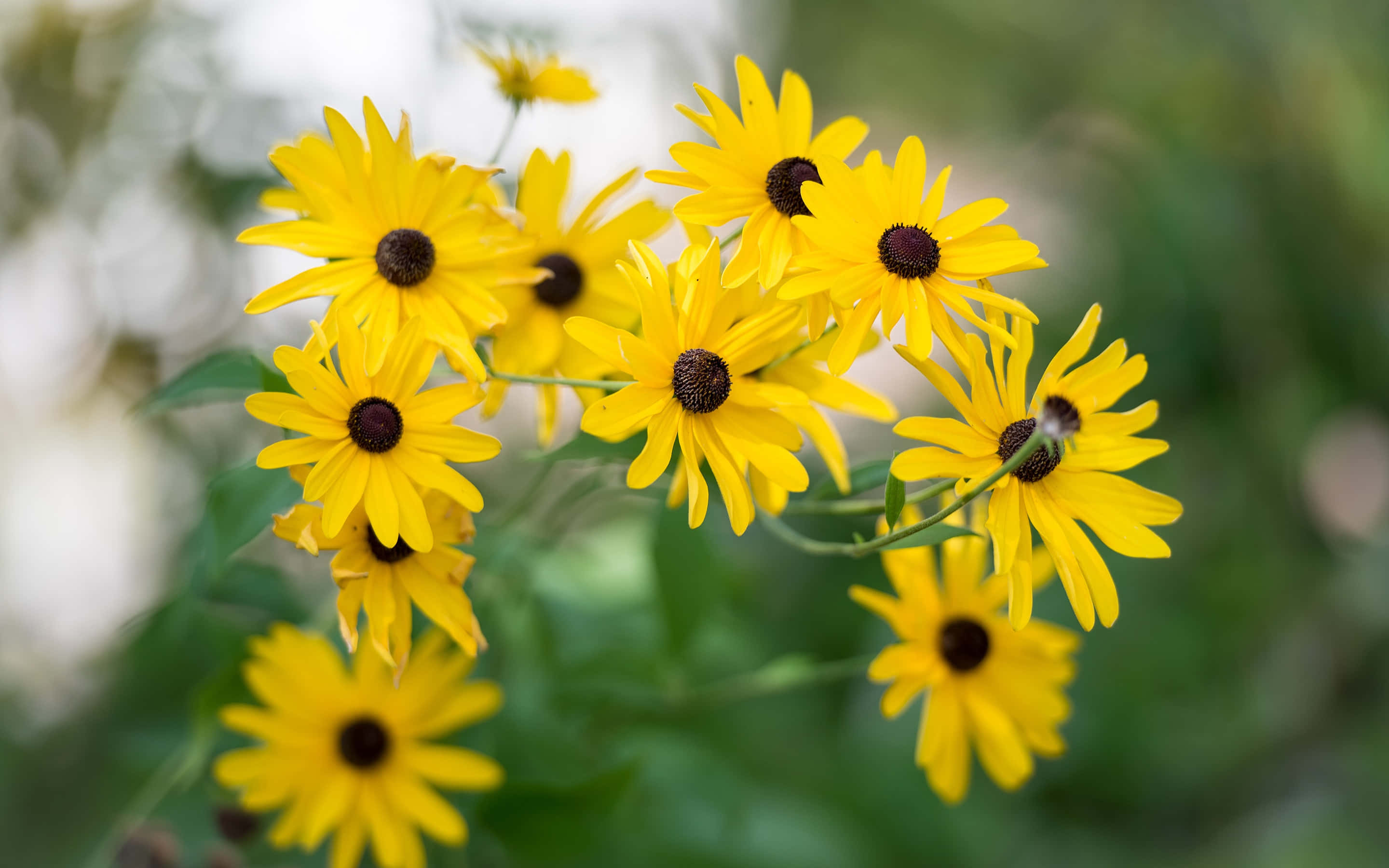 Black Eyed Susan, yellow, dark centers, 2K Desktop Wallpaper