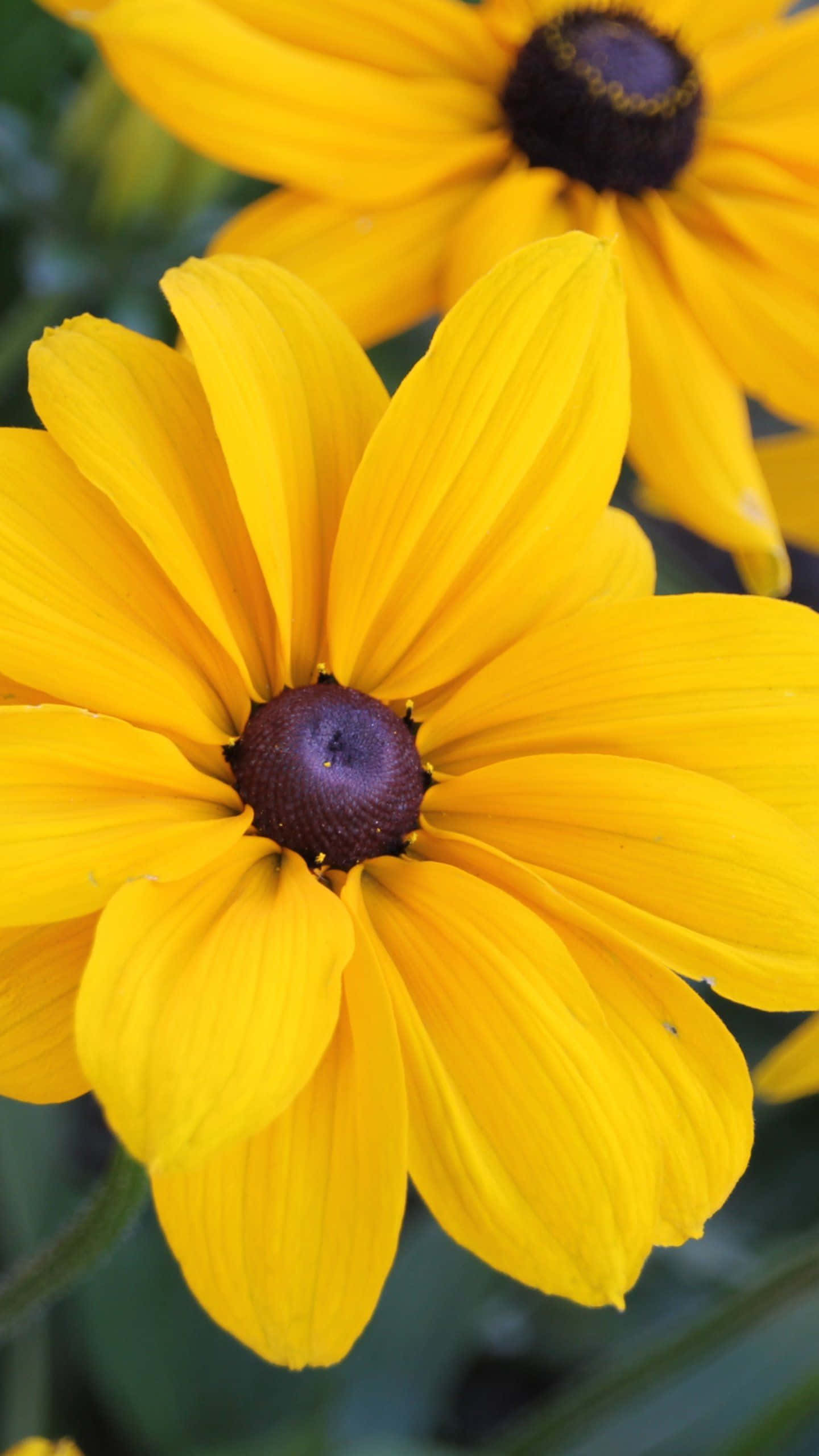Black Eyed Susan, vibrant yellow, dark brown centers, 2K Phone Wallpaper