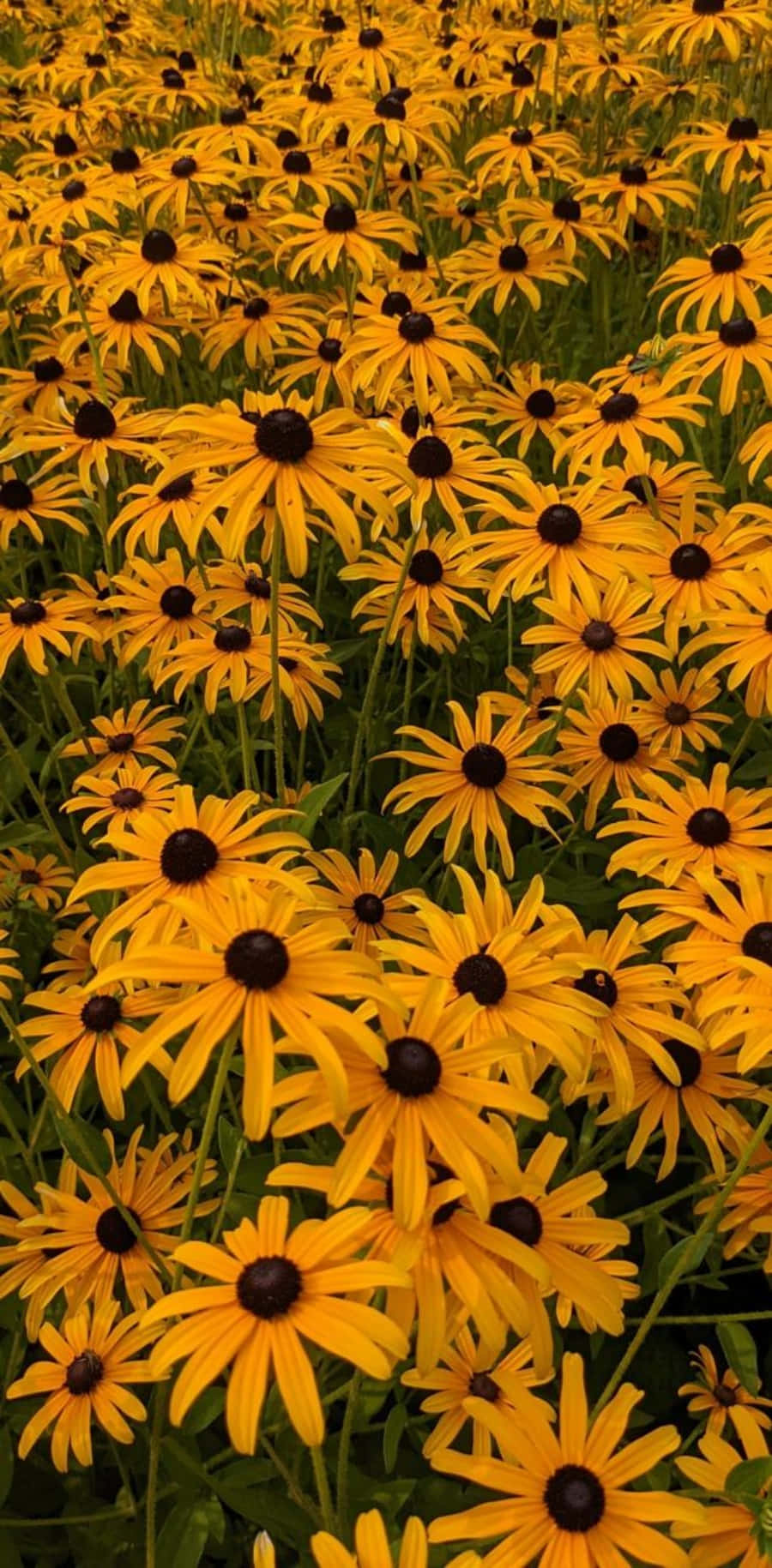 Black Eyed Susan, bright yellow, dark centers, HD Phone Wallpaper