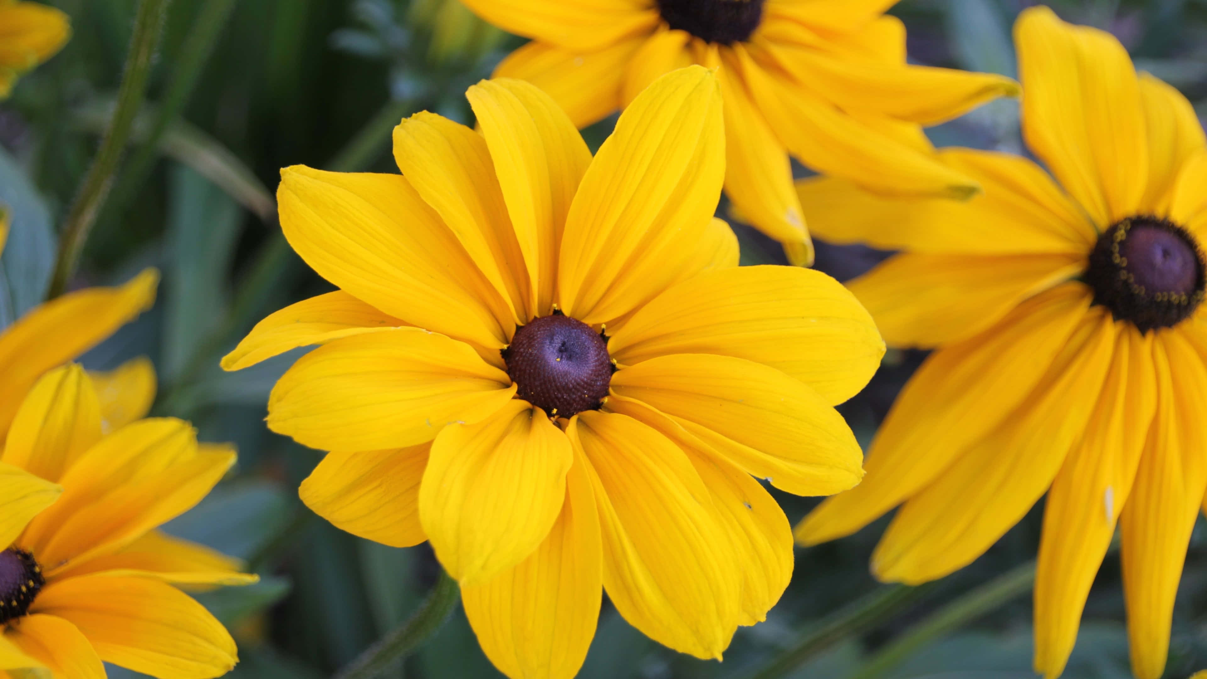 Black-Eyed Susan, yellow, dark centers, 4K Desktop Wallpaper