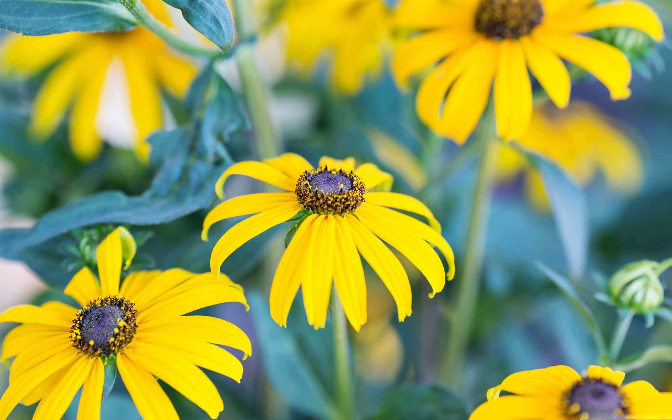 Black Eyed Susan, yellow, dark centers, 2K Desktop Wallpaper