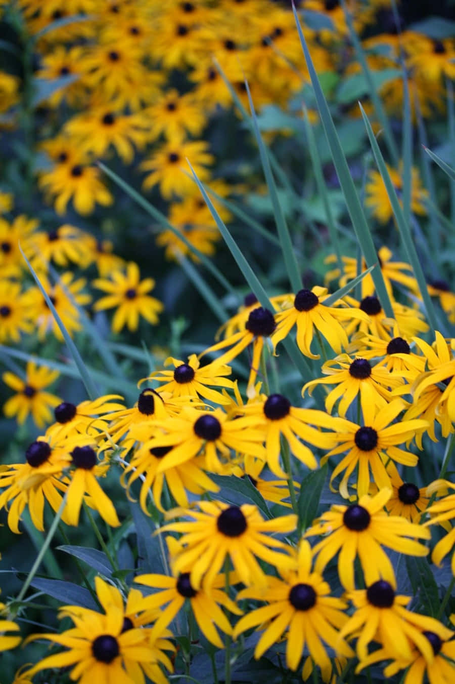 Black Eyed Susan, yellow, tall green grasses, HD Phone Wallpaper