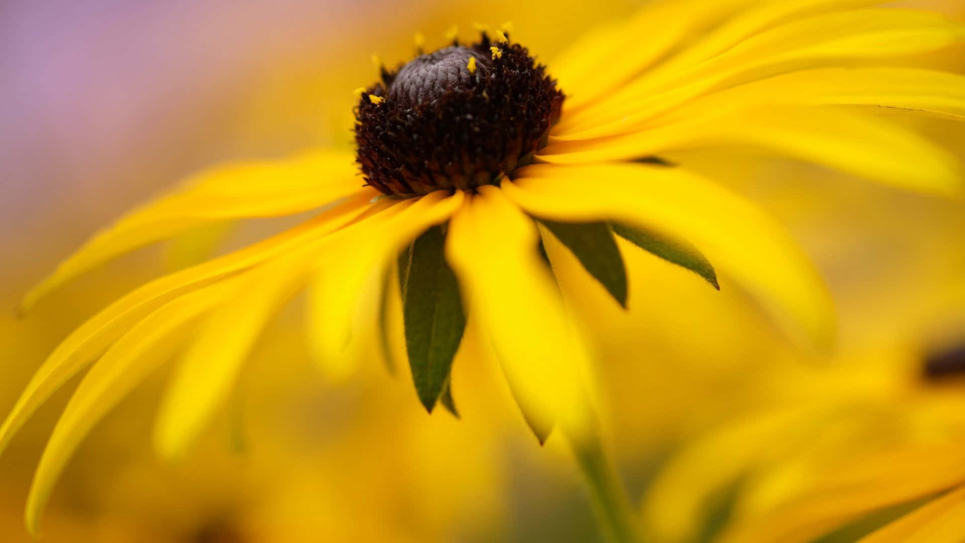 Black Eyed Susan, yellow, sharp focus, Full HD Desktop Wallpaper