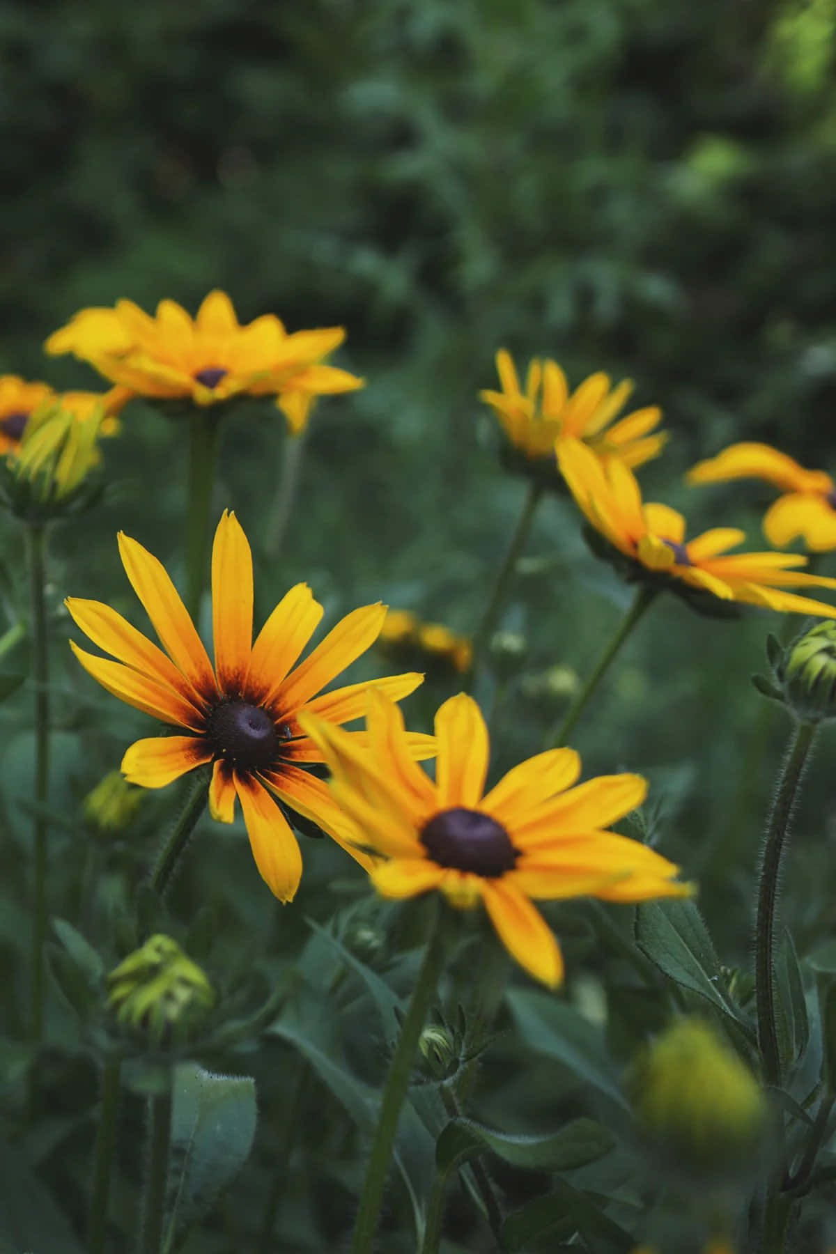 Black Eyed Susan, yellow, dark centers, HD Phone Wallpaper