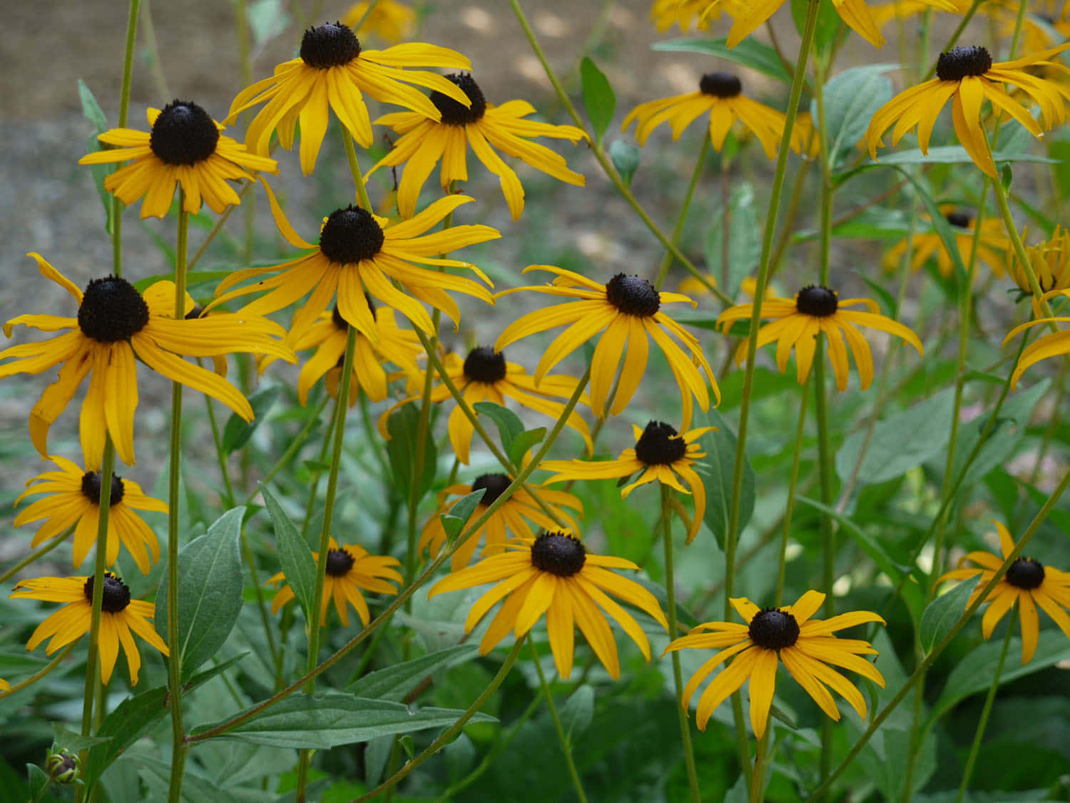Black Eyed Susan, vibrant yellow, dark centers, HD Desktop Wallpaper